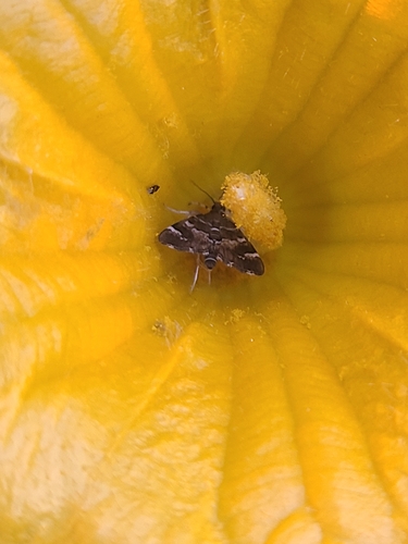 Spotted Beet Webworm Moth