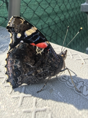 Red Admiral