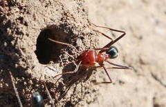 Iridomyrmex sanguineus