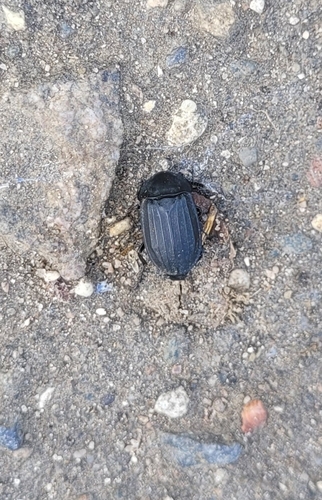 Sad Carrion Beetle