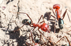 Iridomyrmex sanguineus