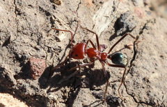 Iridomyrmex sanguineus