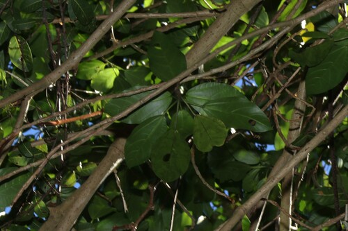 Dendrocnide photiniphylla, photograph 4