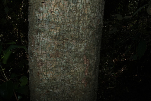 Dendrocnide photiniphylla, photograph 3