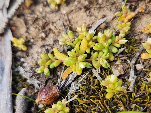 Pygmy Purslane