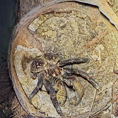 Coconut Crab