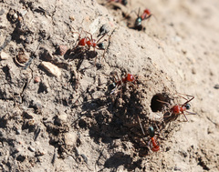 Iridomyrmex sanguineus