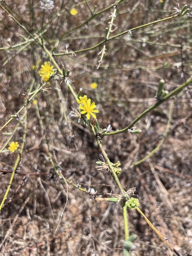 Rush Skeletonweed