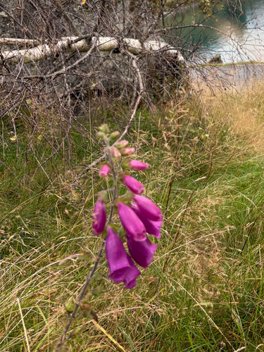 purple foxglove