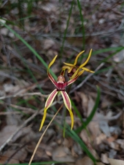 Caladenia arrecta