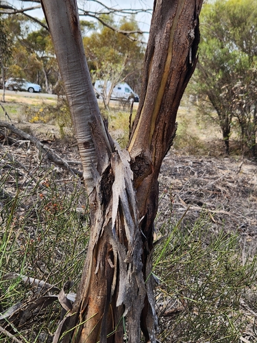 Green-leaved Flockton's Mallee