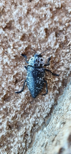 Capnodis cariosa