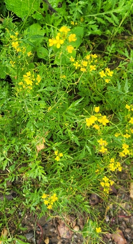 Rorippa sylvestris, photograph 2