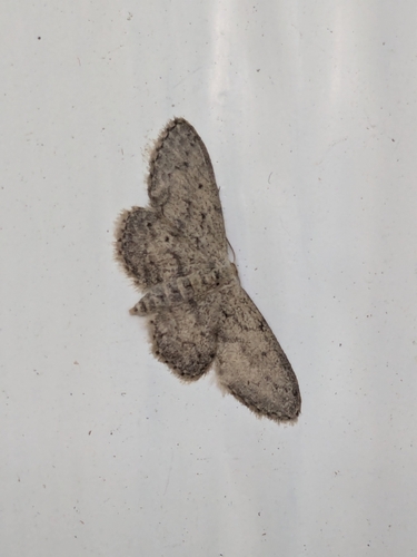 Small Dusty Wave
