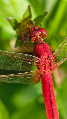 Scarlet Skimmer