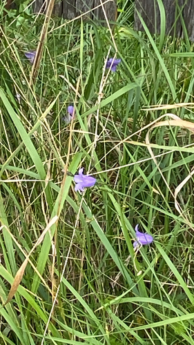 Common Harebell