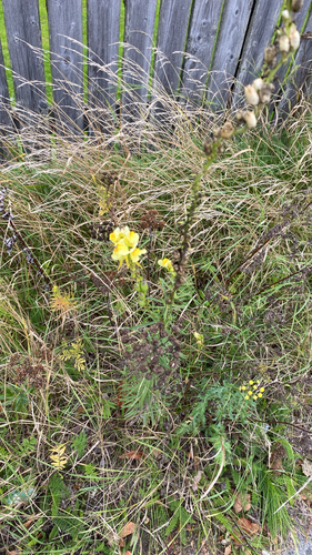 common toadflax