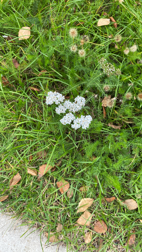 common yarrow