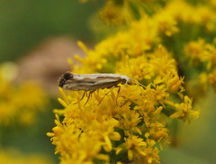 Plutella porrectella