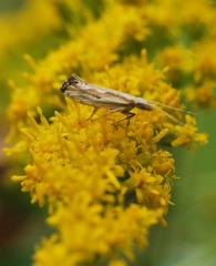 Plutella porrectella