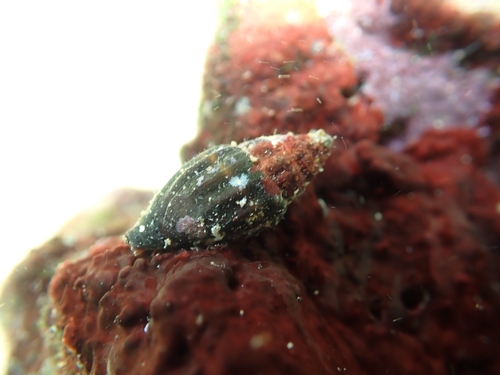 Mitra ebenus observed 2026-09-08