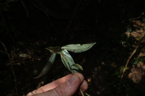 Aneilema acuminatum, photograph 1