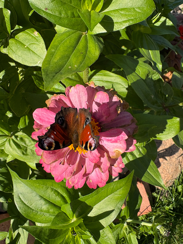 European Peacock Butterfly