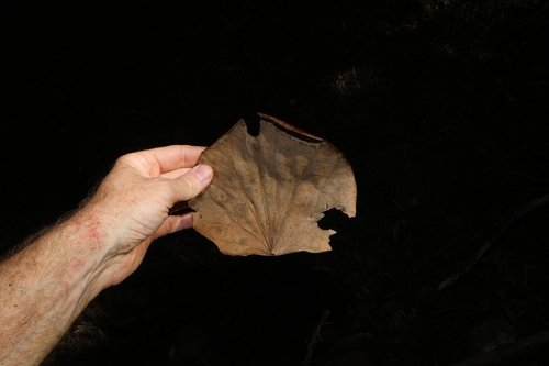 Legnephora moorei, photograph 2