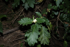 Solanum chrysotrichum, photograph (c) Greg Tasney, some rights reserved (CC BY-SA)