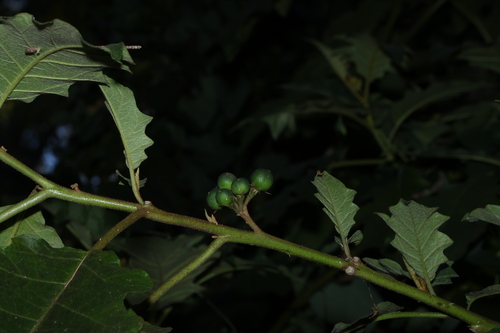 Solanum chrysotrichum, photograph 6