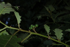 Solanum chrysotrichum, photograph (c) Greg Tasney, some rights reserved (CC BY-SA)
