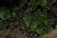 Vitex lignum-vitae, photograph (c) Greg Tasney, some rights reserved (CC BY-SA)