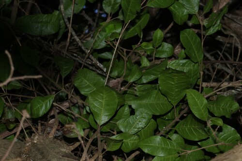 Vitex lignum-vitae, photograph 2