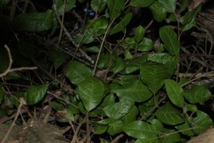 Vitex lignum-vitae, photograph (c) Greg Tasney, some rights reserved (CC BY-SA)