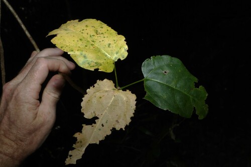 Sterculia quadrifida, photograph 3