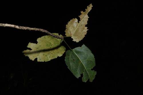 Sterculia quadrifida, photograph 4