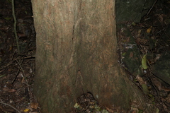 Vitex lignum-vitae