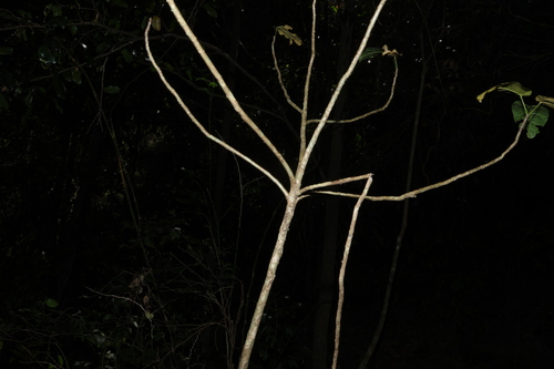 Sterculia quadrifida, photograph 5