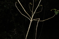 Sterculia quadrifida, photograph (c) Greg Tasney, some rights reserved (CC BY-SA)
