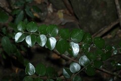 Strychnos psilosperma