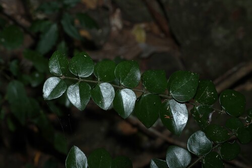 Strychnos psilosperma, photograph 1