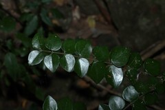 Strychnos psilosperma, photograph (c) Greg Tasney, some rights reserved (CC BY-SA)