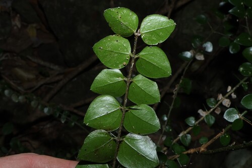 Strychnos psilosperma, photograph 2