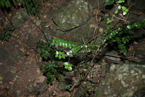 Strychnos psilosperma, photograph 3