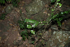 Strychnos psilosperma, photograph (c) Greg Tasney, some rights reserved (CC BY-SA)