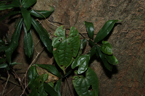 Dioscorea transversa, photograph 4