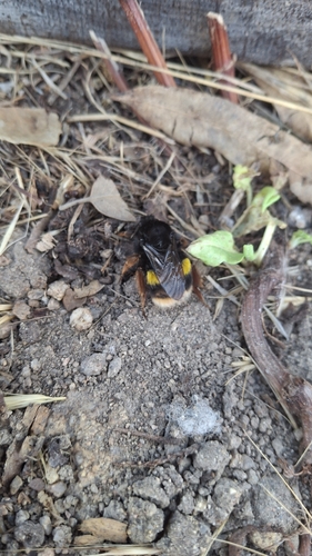 Bombus terrestris sassaricus