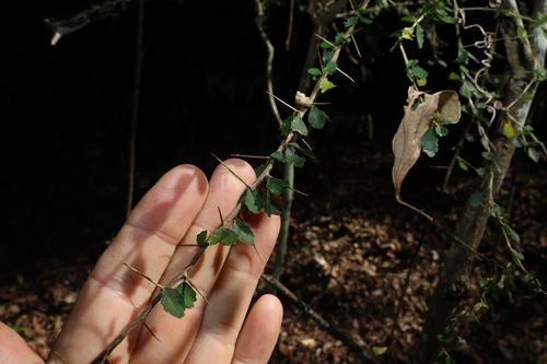 Acalypha capillipes