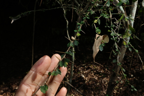 Acalypha capillipes, photograph 1