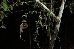 Acalypha capillipes, photograph (c) Greg Tasney, some rights reserved (CC BY-SA)